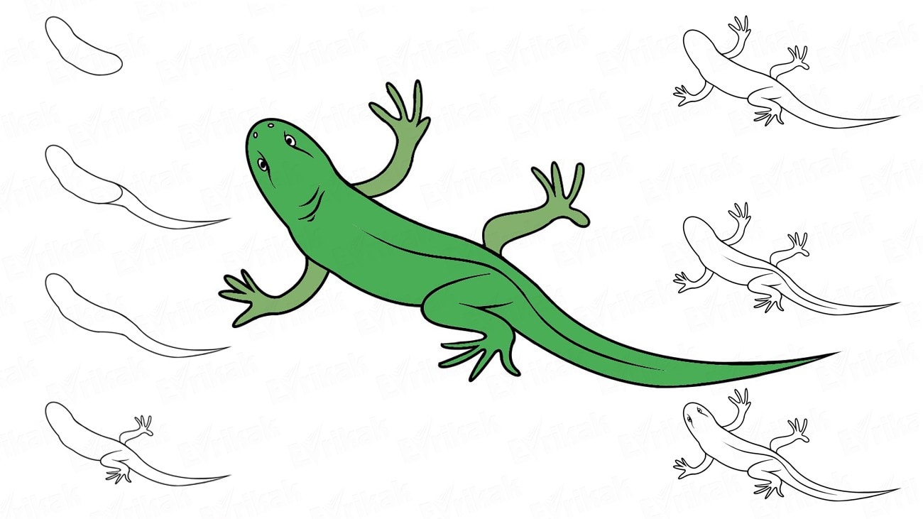 Учимся поэтапно рисовать ящерицу простым карандашом (+ раскраска)