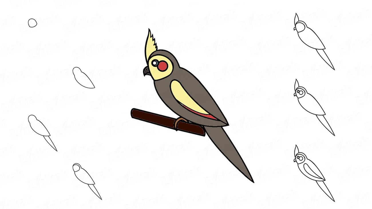 Учимся рисовать попугая кореллу простым карандашом (+ раскраска)