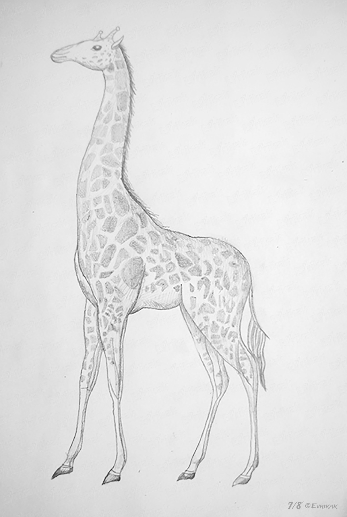 Жираф рисунок простой поэтапно