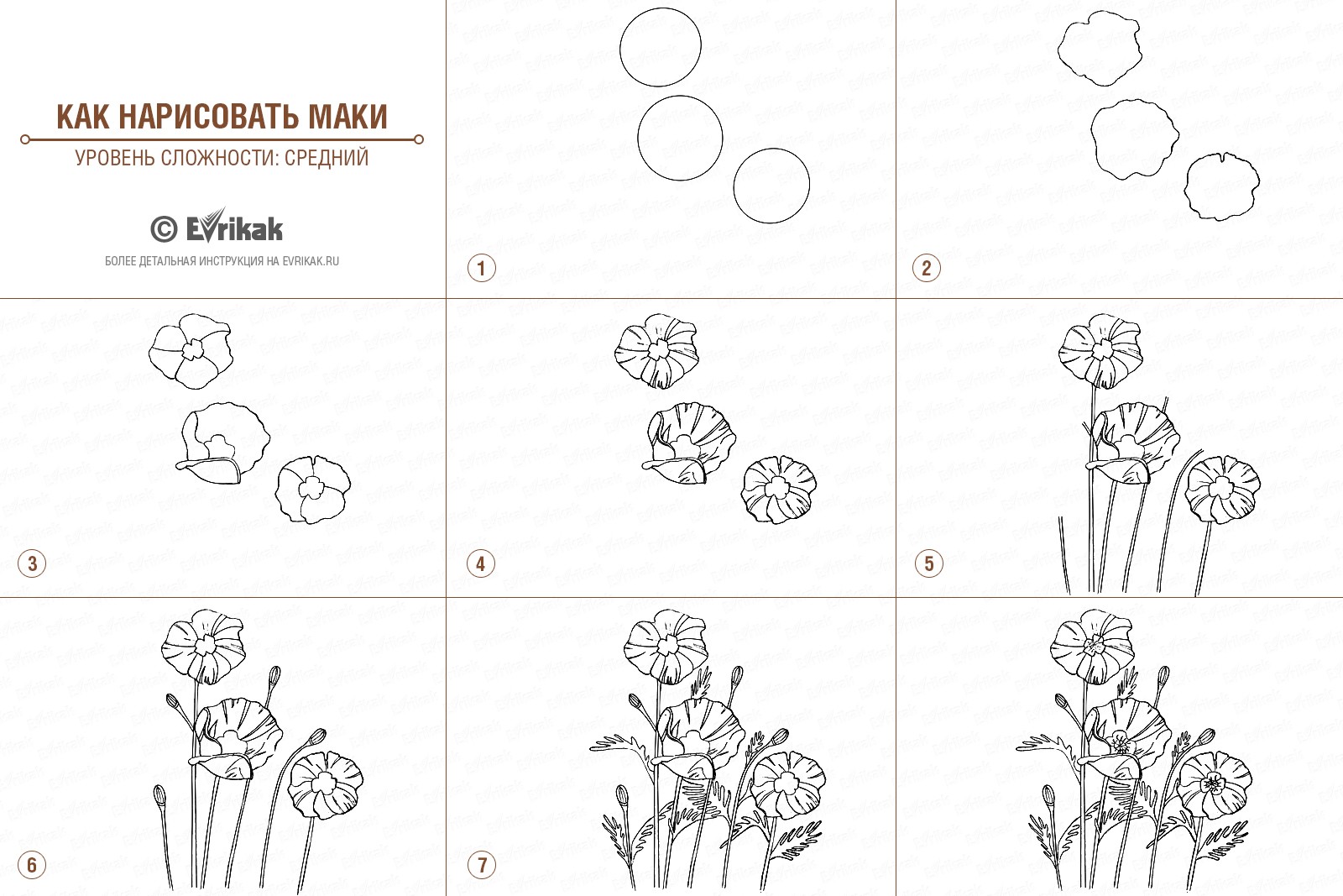 Как нарисовать маки поэтапно