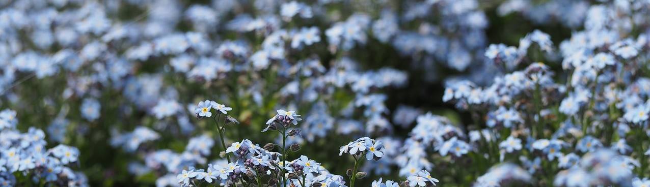 forget-me-not-718610_1280