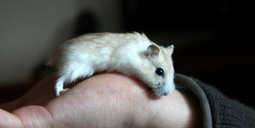 hamster-245225_1280