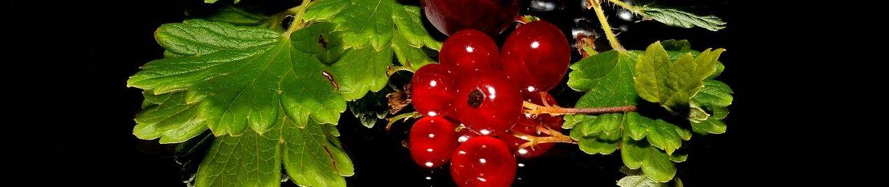 red-currant-179119_1280