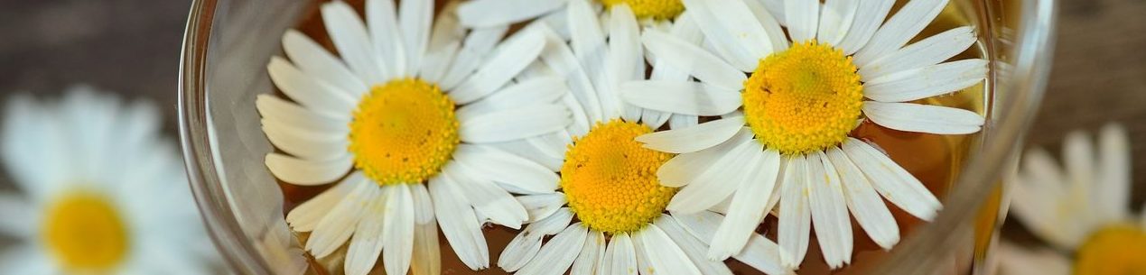 chamomile-829220_1280