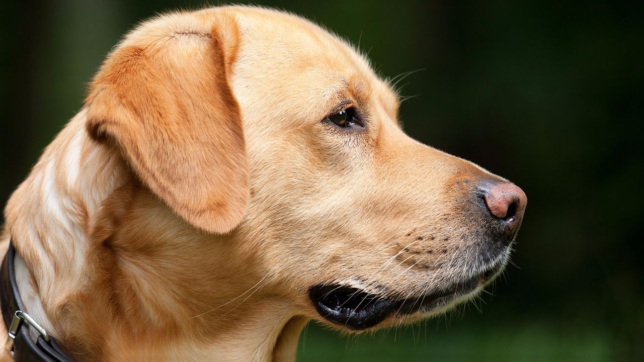 Зрение собак: что и как видят наши любимцы