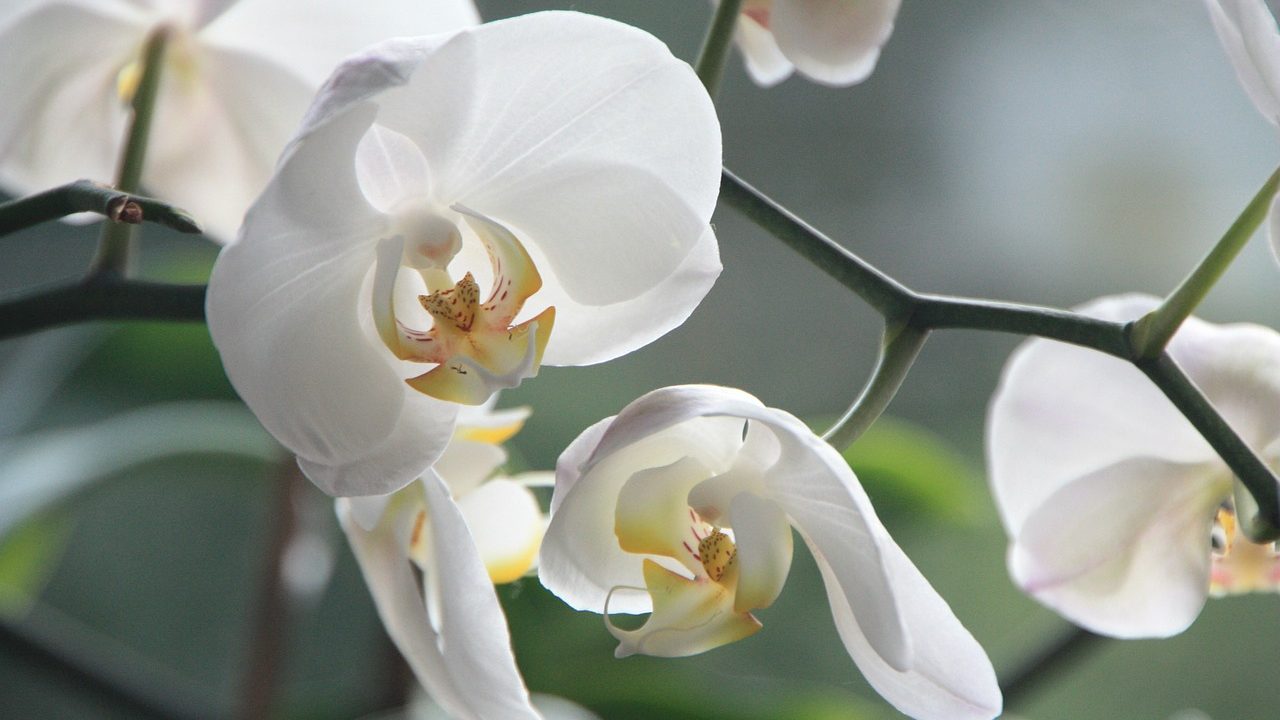 фото орхидеи почему