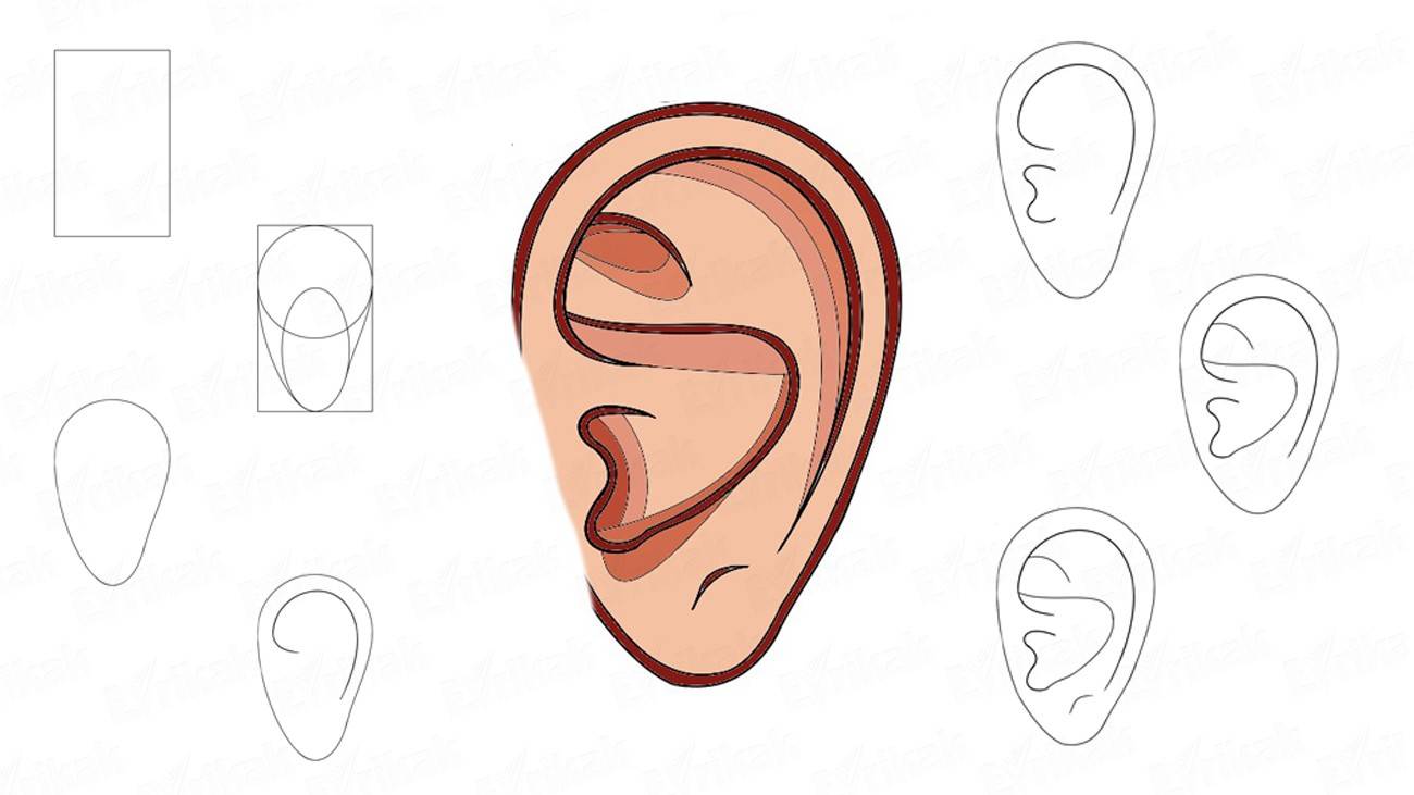 Как нарисовать ухо человека