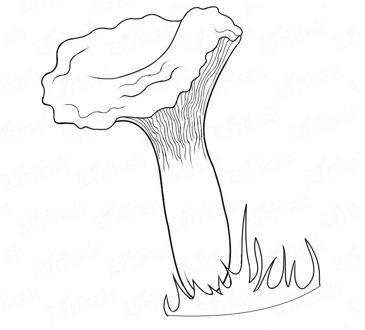 Раскраска гриб Лисичка