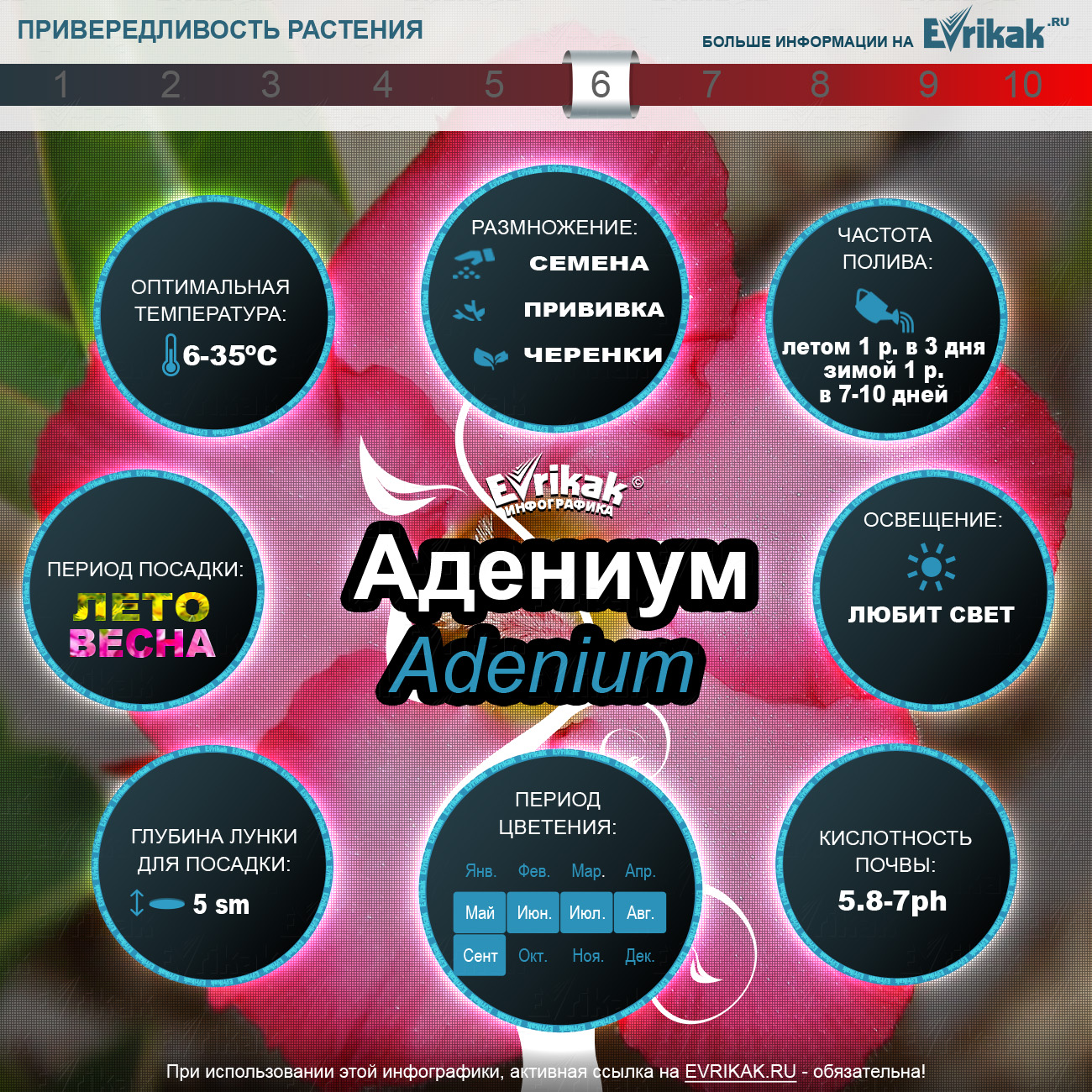 Адениум выращивание и уход_Evrikak.ru