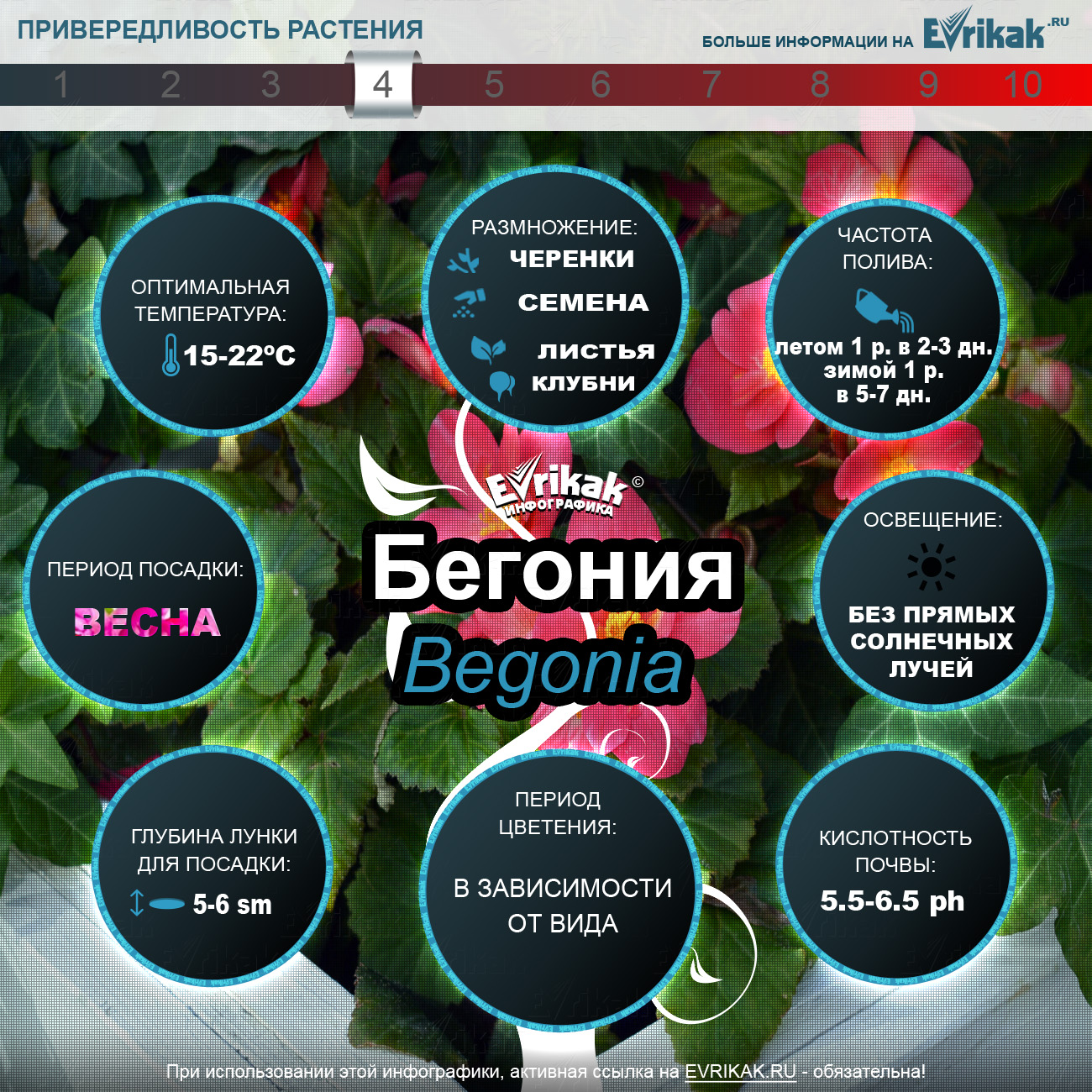 Бегония выращивание и уход_Evrikak.ru