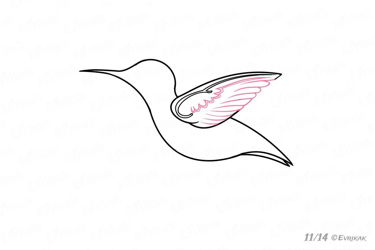 Как пошагово нарисовать колибри