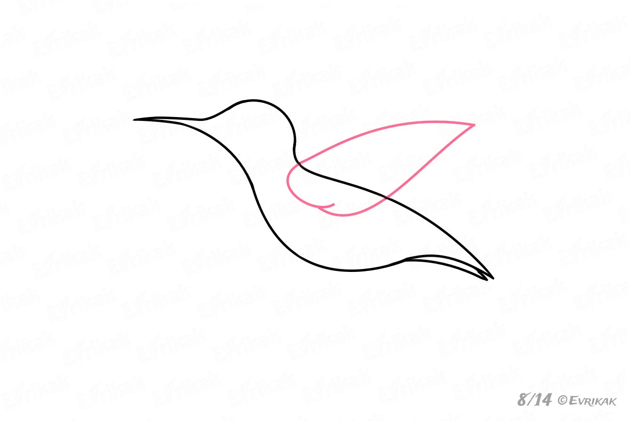 Колибри пошаговое рисование