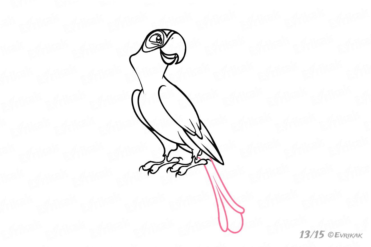 Хвост попугая рисунок