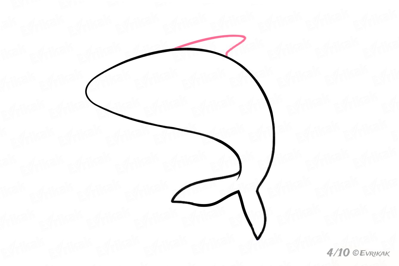 Хвост акулы рисунок