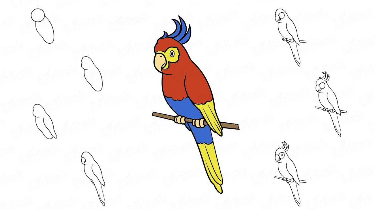 Учимся пошагово рисовать птицу какаду с ребенком (+ раскраска)