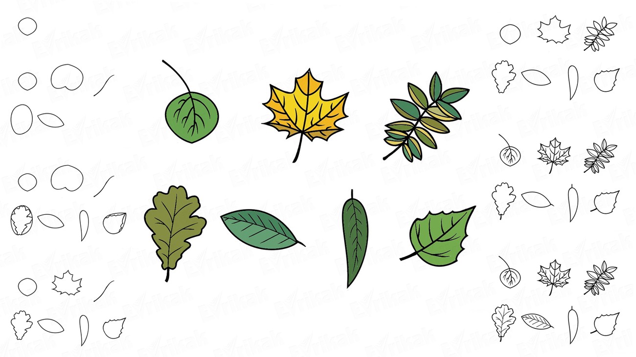 Учимся рисовать осенние листья пошагово (+ раскраска)